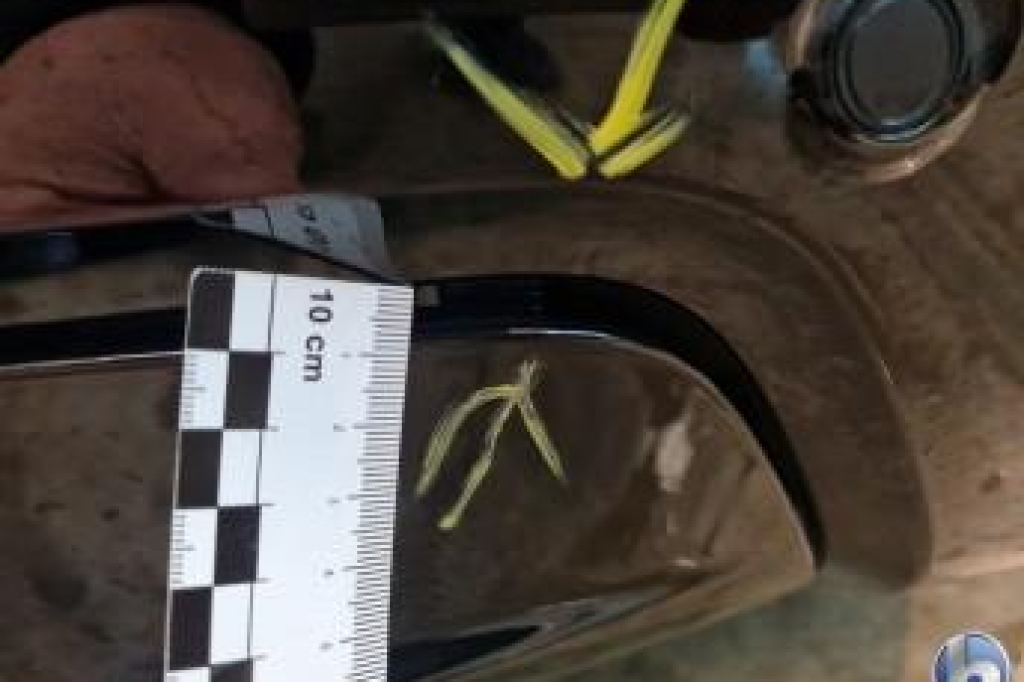 Land Rover Range Rover 2019 фото 11