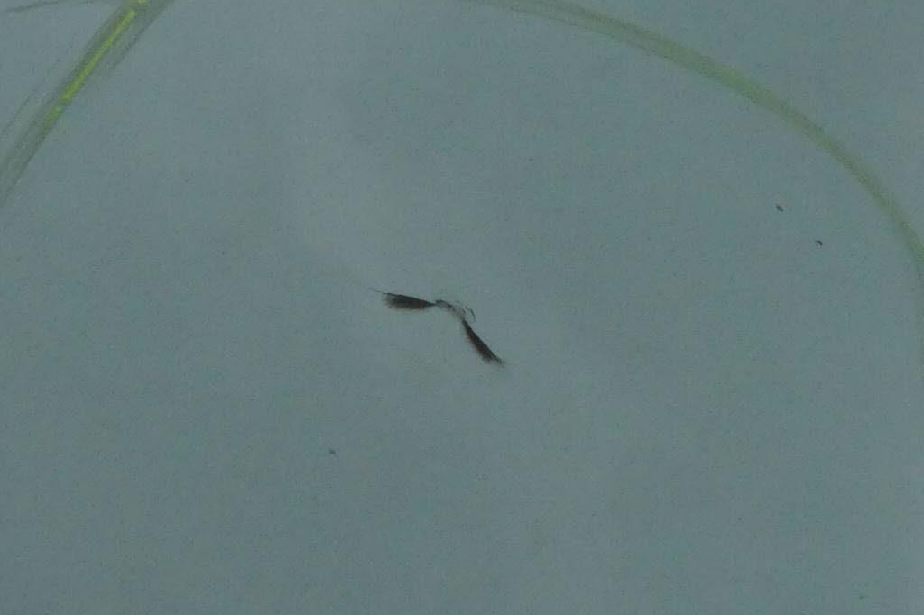 Volkswagen T6 2016 photo 14